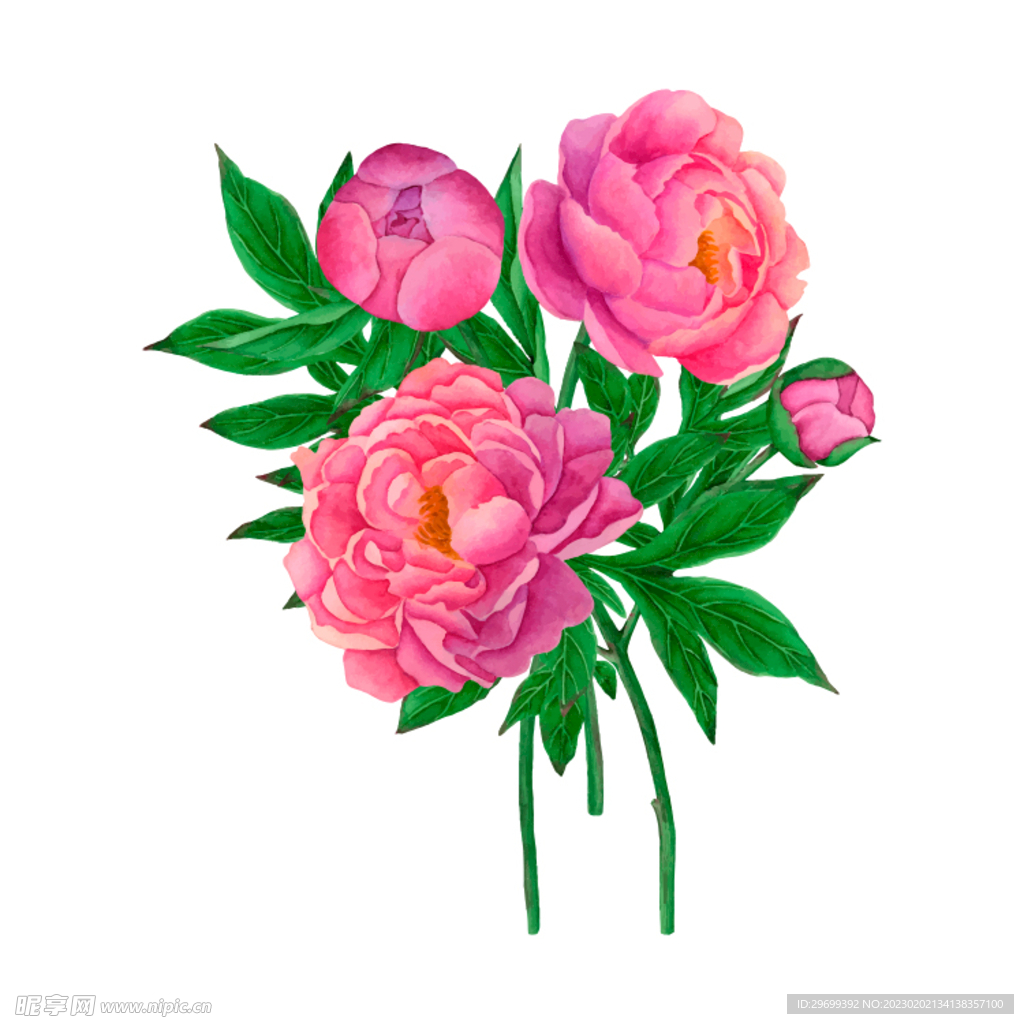 花卉水彩