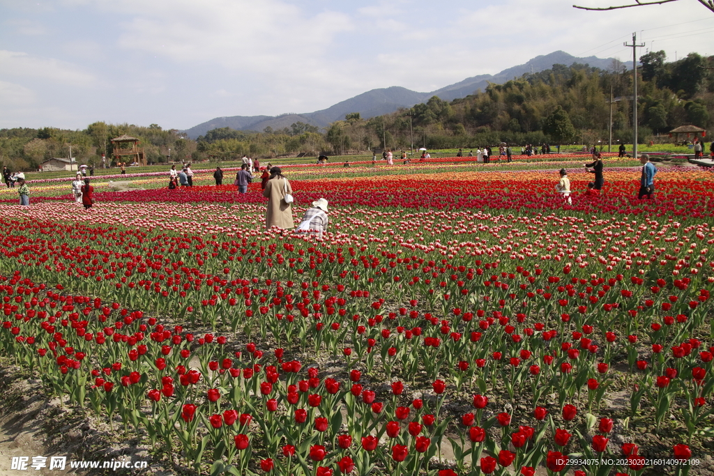 郁金香花海