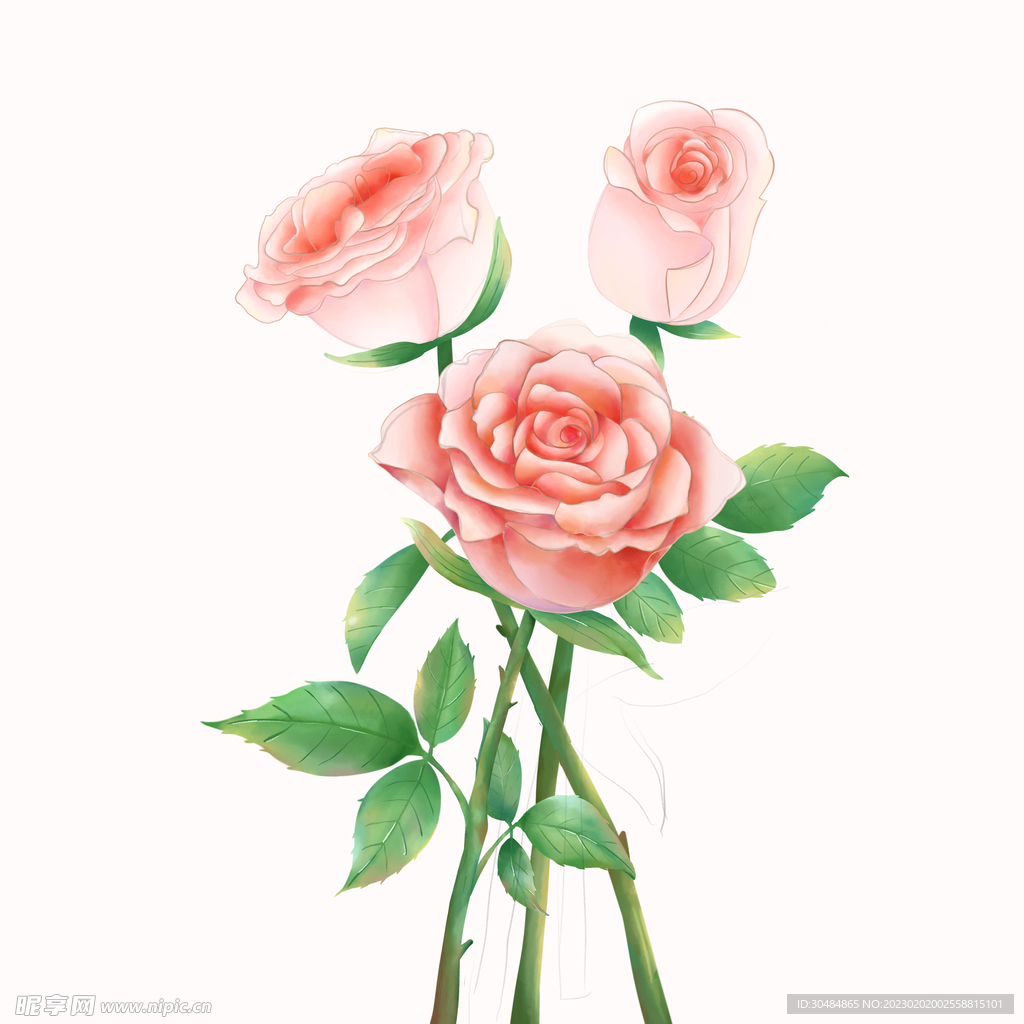 玫瑰花素材