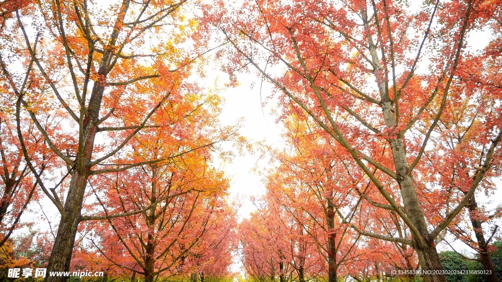 红叶树林风景