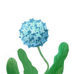 绣球花