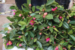 山茶花