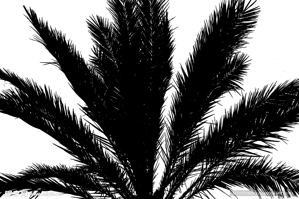 植物树叶光影         