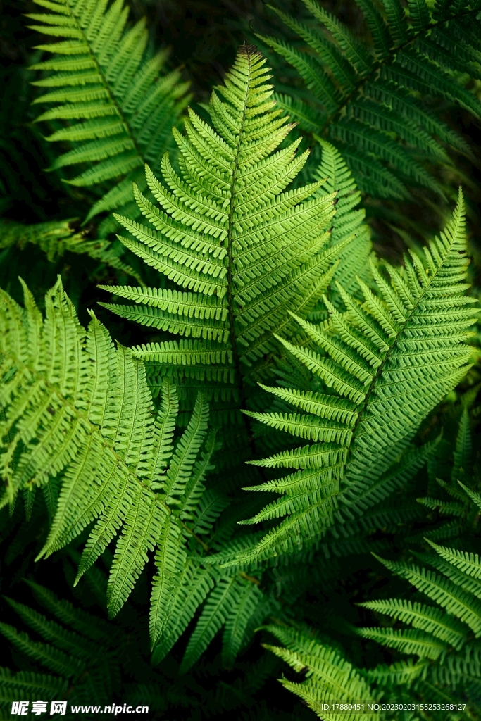 荚果蕨