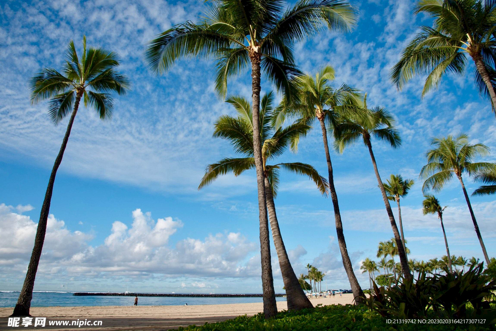 夏威夷椰树图片