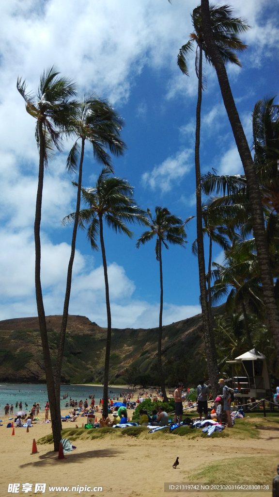 夏威夷椰树