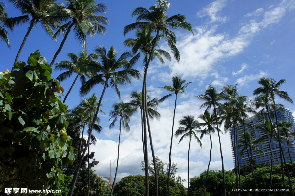 夏威夷椰树摄影图