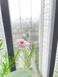 花朵 玛格丽特 菊花 小清新 