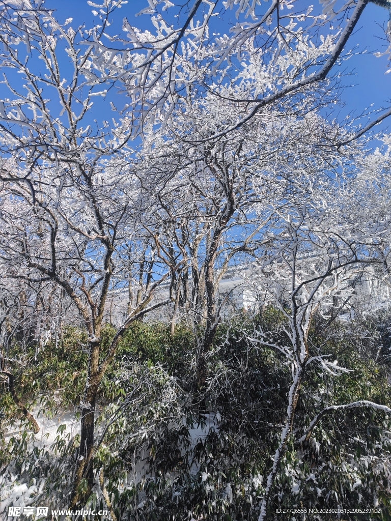 黄山摄影图