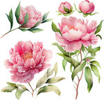 花卉水彩