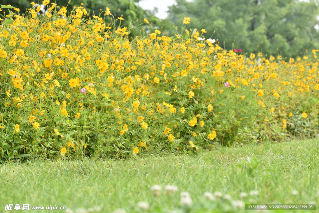 油菜花田