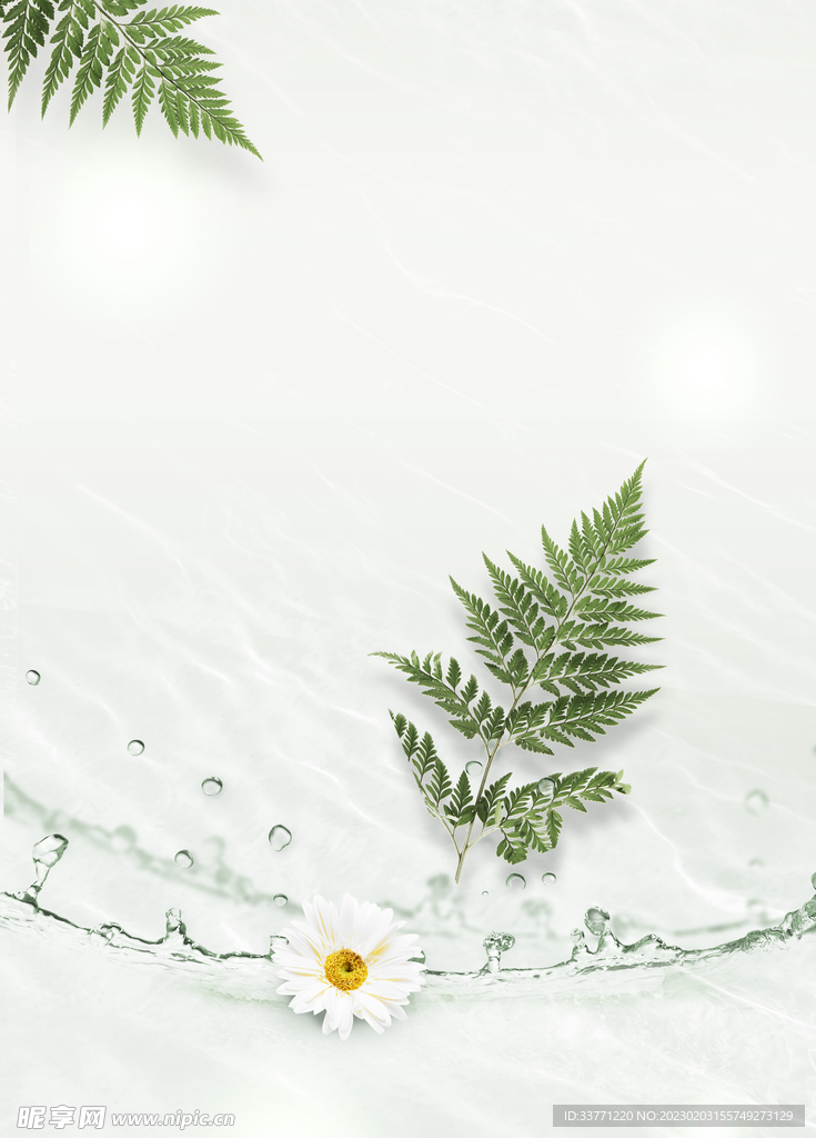 清新雏菊背景