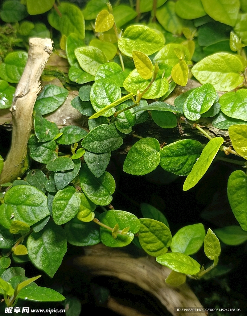 雨林缸植物