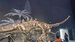 恐龙化石骨架