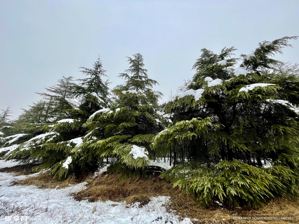 雪地松树图