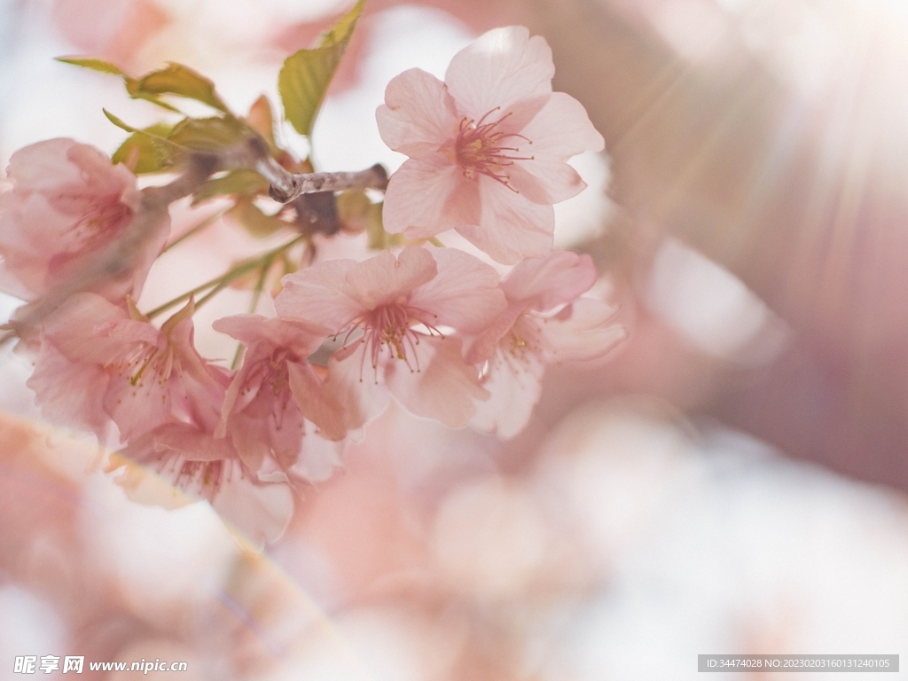 粉色桃花