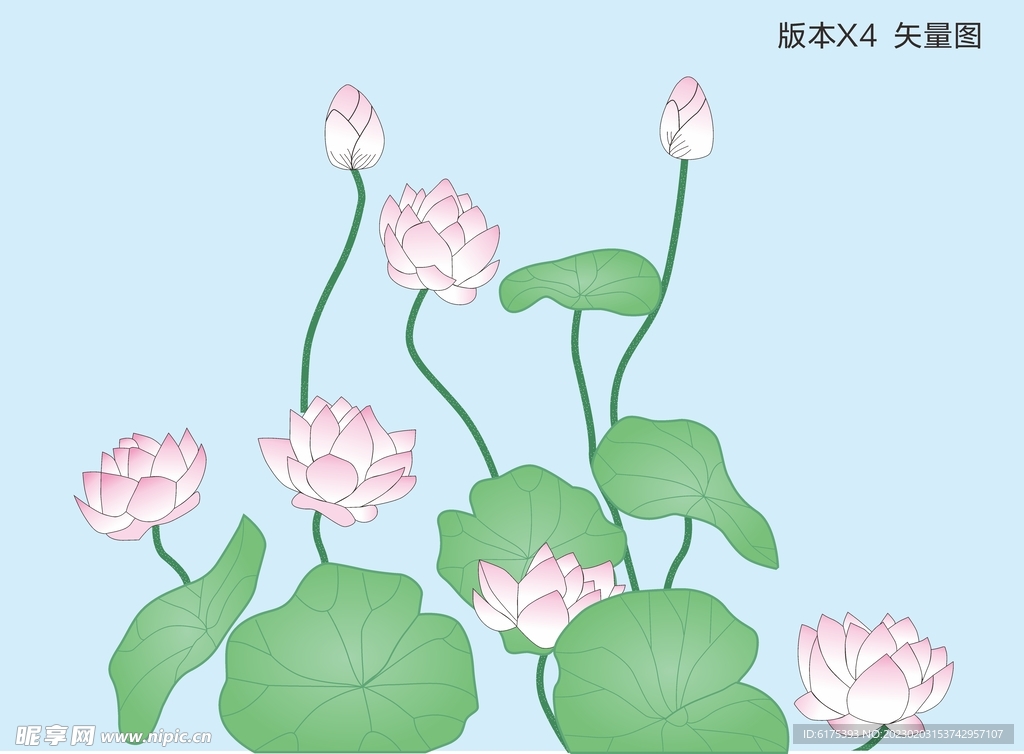 荷花