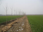 田间小路