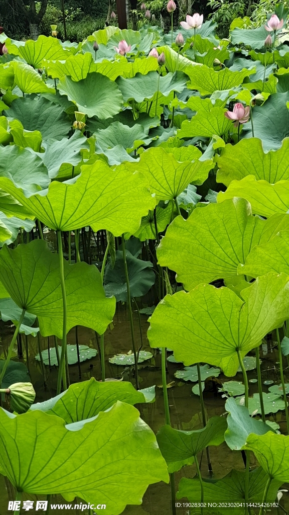 荷花
