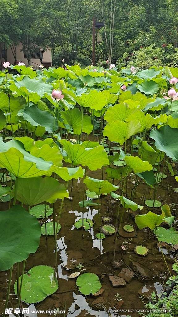 荷花