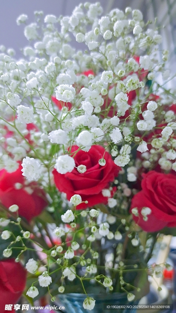 玫瑰花