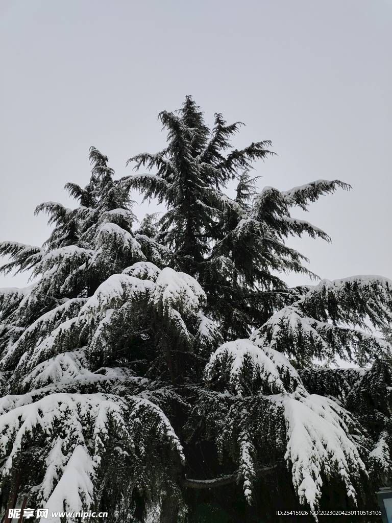 雪景