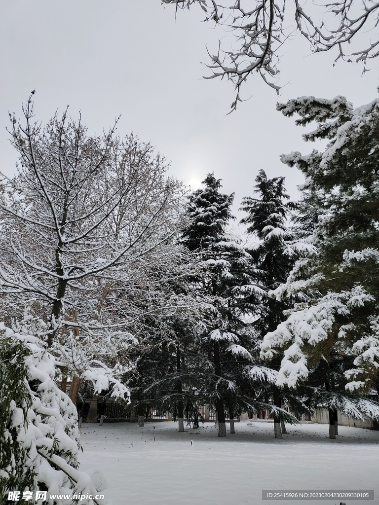 雪景