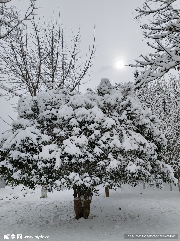 雪景