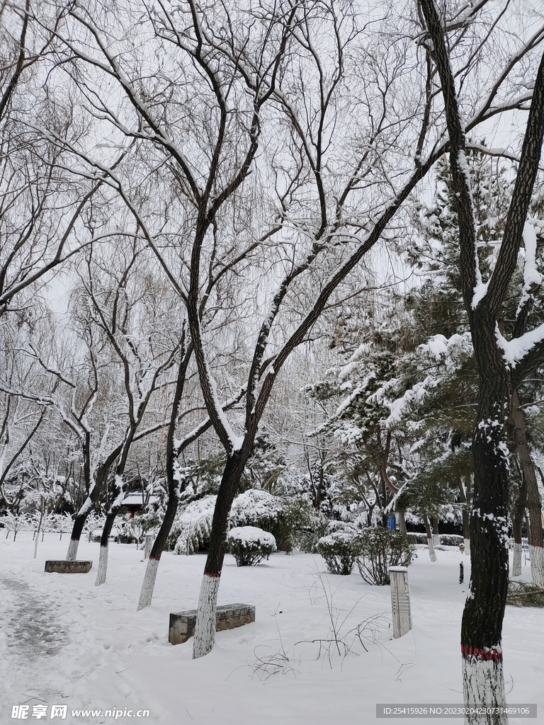 雪景