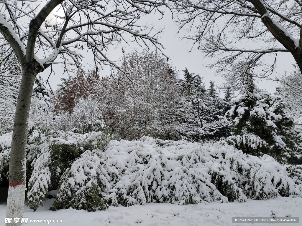 雪景