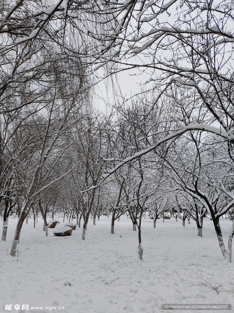 雪景