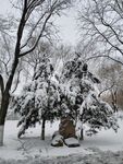 雪景