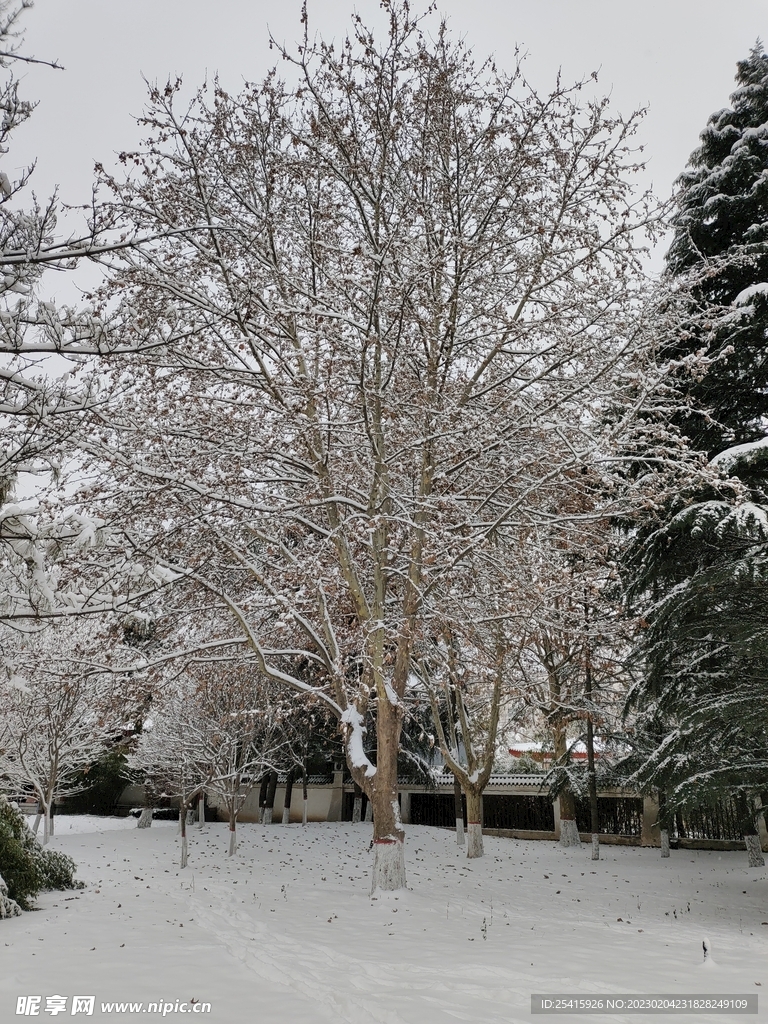 雪景