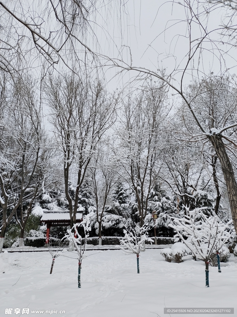 雪景