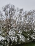 雪景