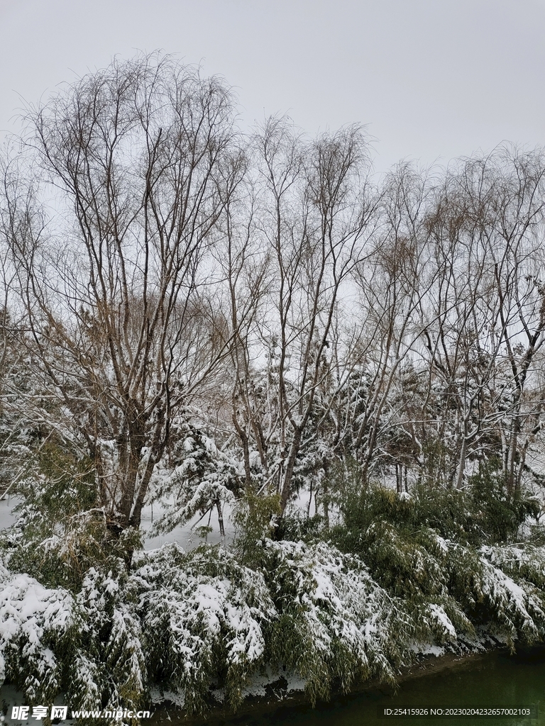 雪景