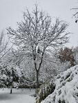 雪景