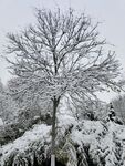 雪景