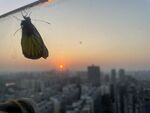 蝴蝶与夕阳
