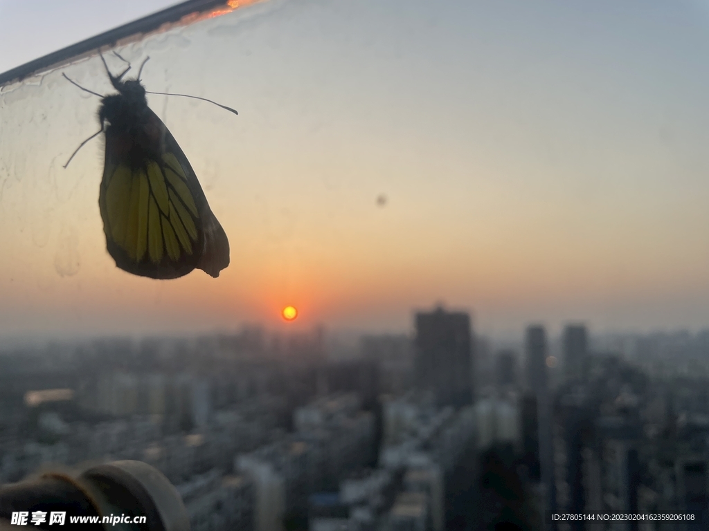 蝴蝶与夕阳