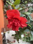 茶树花