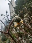 花苞