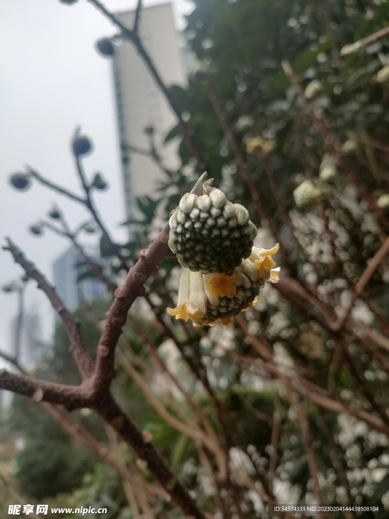 花苞