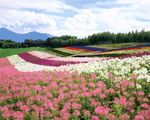 水彩效果花朵风景