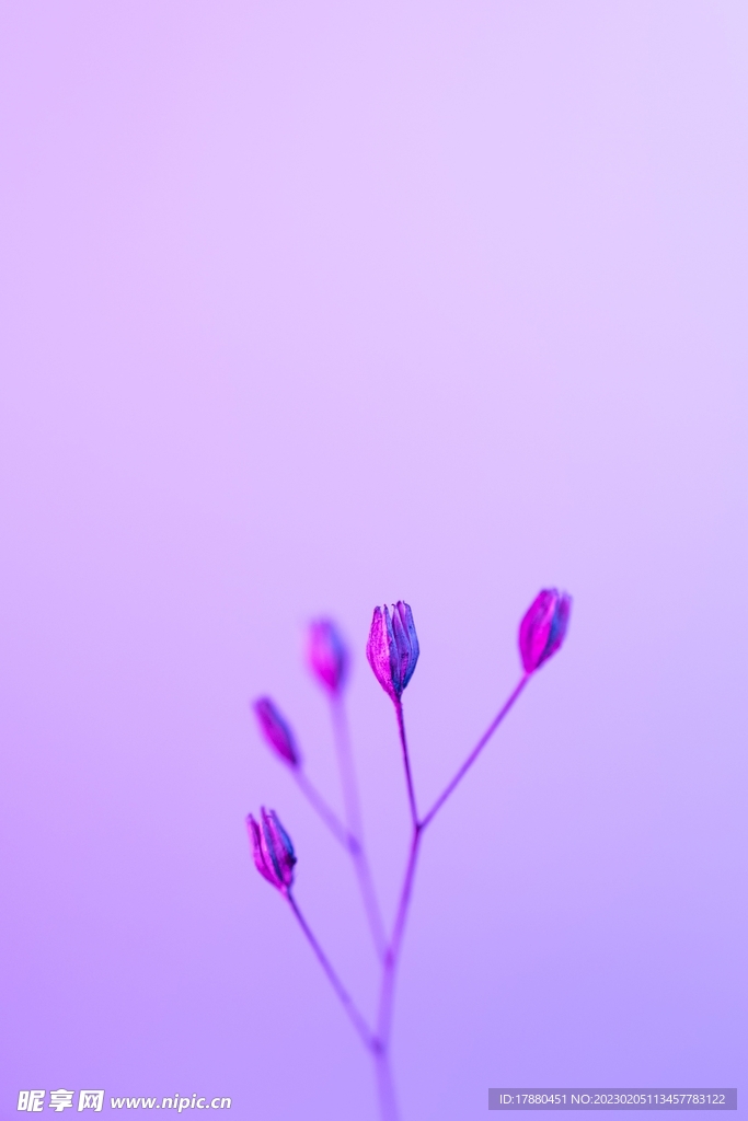 绿草