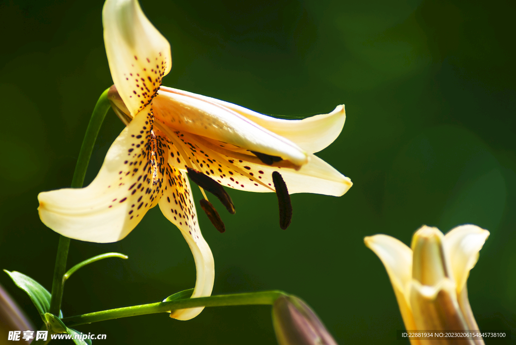 百合花