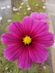 格桑花