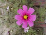 格桑花