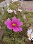 格桑花