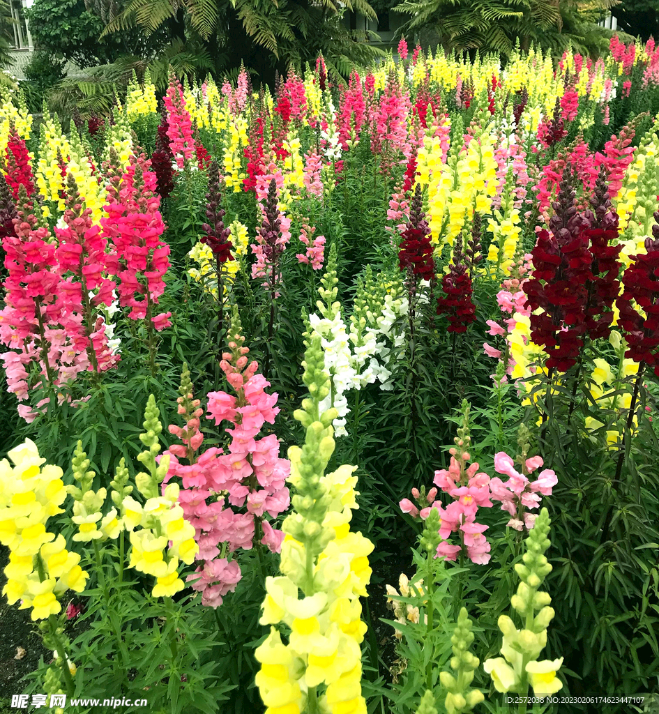 醉美鲁冰花